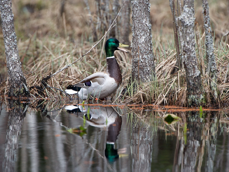 Päeva pilt Päeva pilt