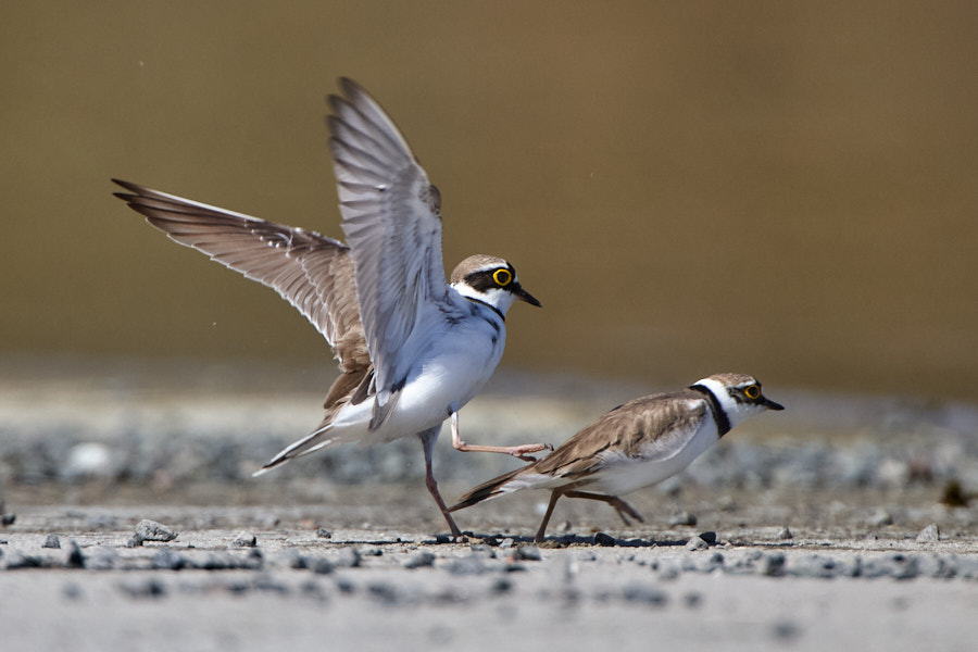 Päeva pilt Päeva pilt