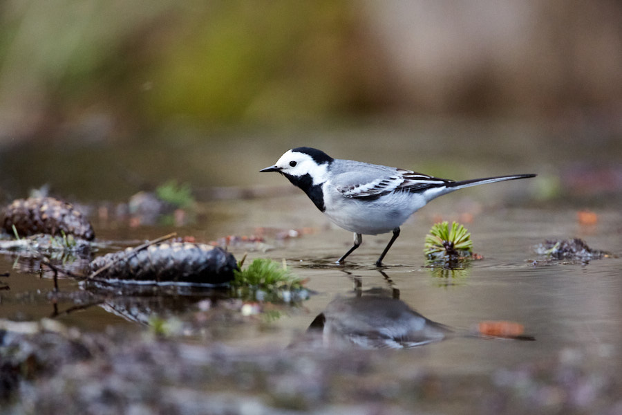 Päeva pilt Päeva pilt