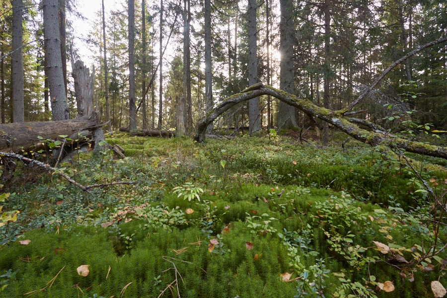 Päeva pilt Päeva pilt