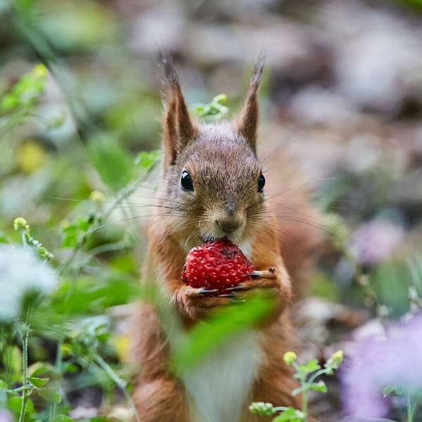 Orav maasikaga