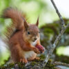 Orav maasikaga
