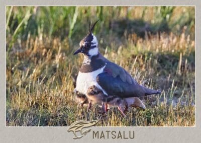 Postkaart "Kiivitaja poegadega"