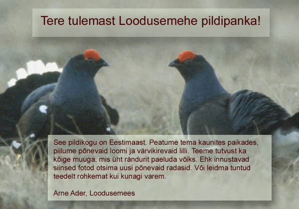 Loodusemehe pildipank: tagasivaade Eesti looduspilte talletava fotopanga sünniloole 2 Tere tulemast Loodusemehe pildipanka!