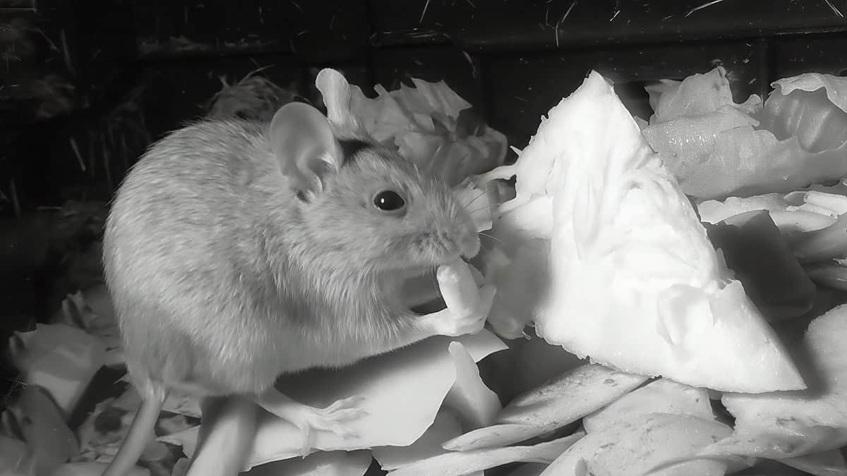 Kompostri kroonika: kaelushiir ja kõrvitsaseemned 1 Kaelushiir sööb kõrvitsaseemet