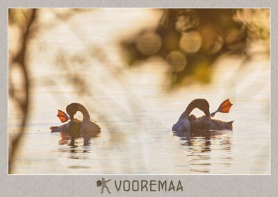 Postkaart "Kühmnokk-luige pojad Saadjärvel"